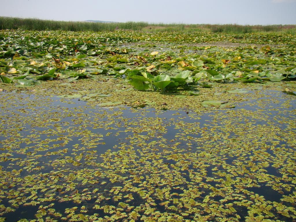 Pensiunea Anda Tulcea Exteriér fotografie